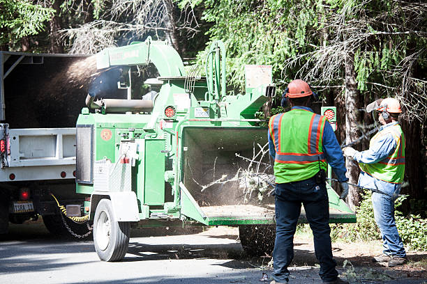 Best Tree Removal  in Patrick Springs, VA